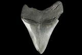 Bargain, Fossil Megalodon Tooth - South Carolina #130708-2